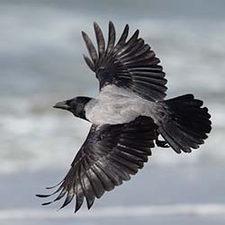 Bonte Kraai | Corvus cornix