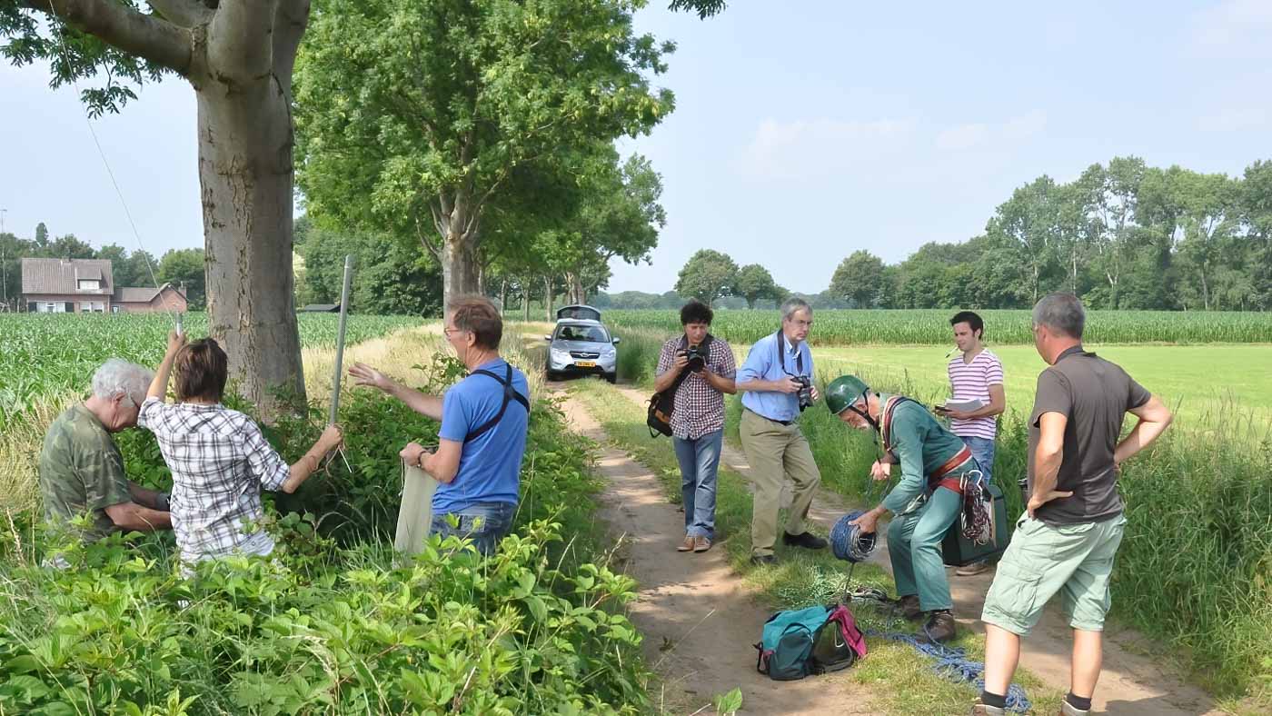 Boomvalken ringen