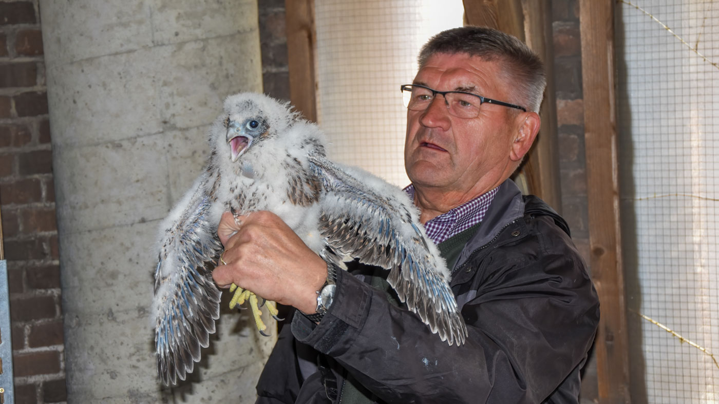 Chris van Lieshout met jonge Slechtvalk