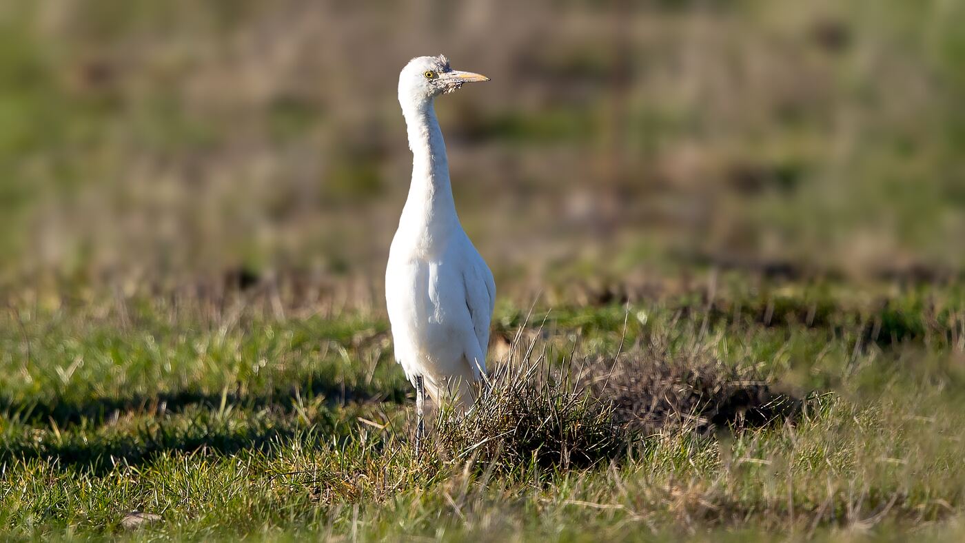 Koereiger in Uden