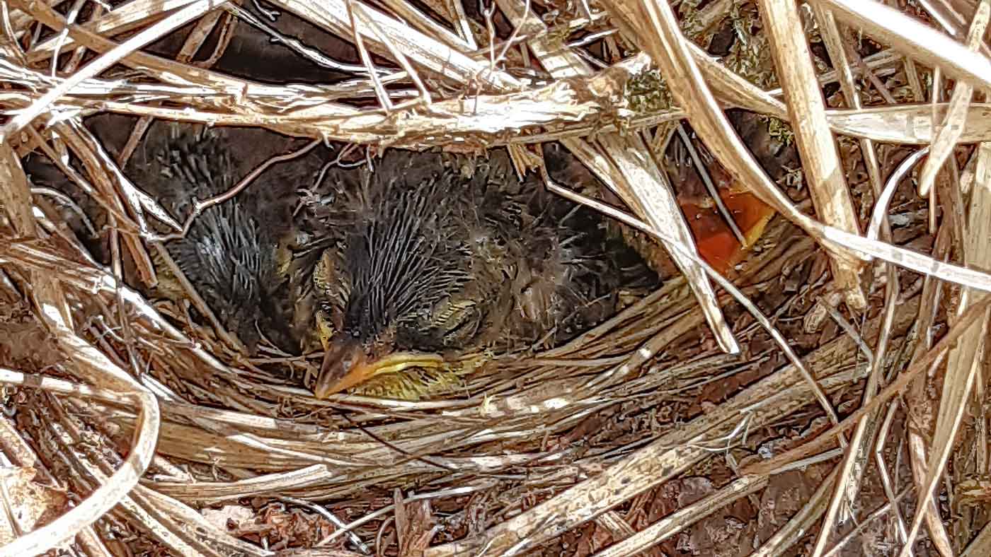 Nest met jonge Fluiters ©Martien van Dooren