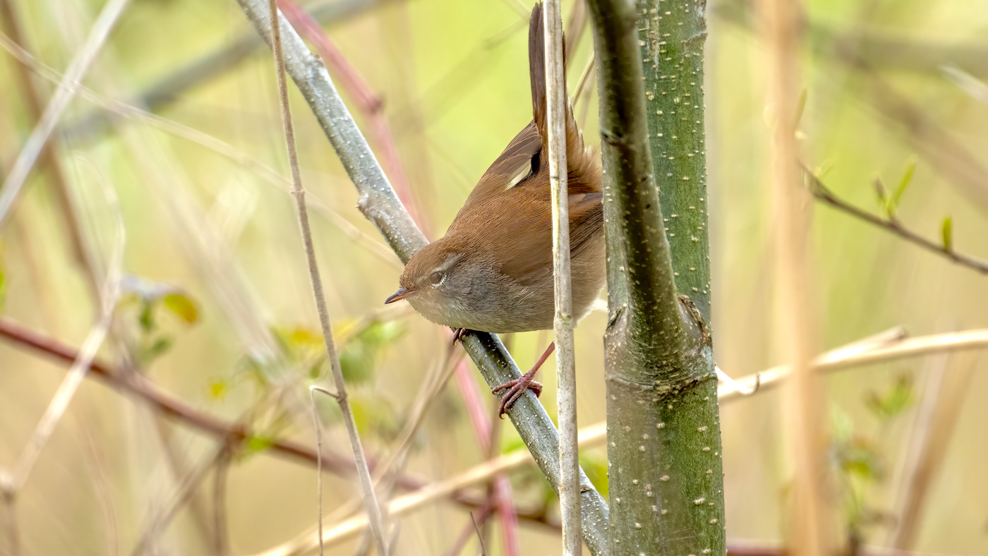 Cetti's Zanger