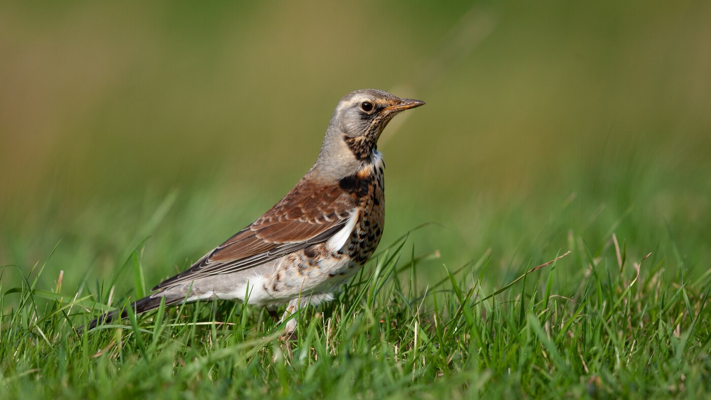 Kramsvogel