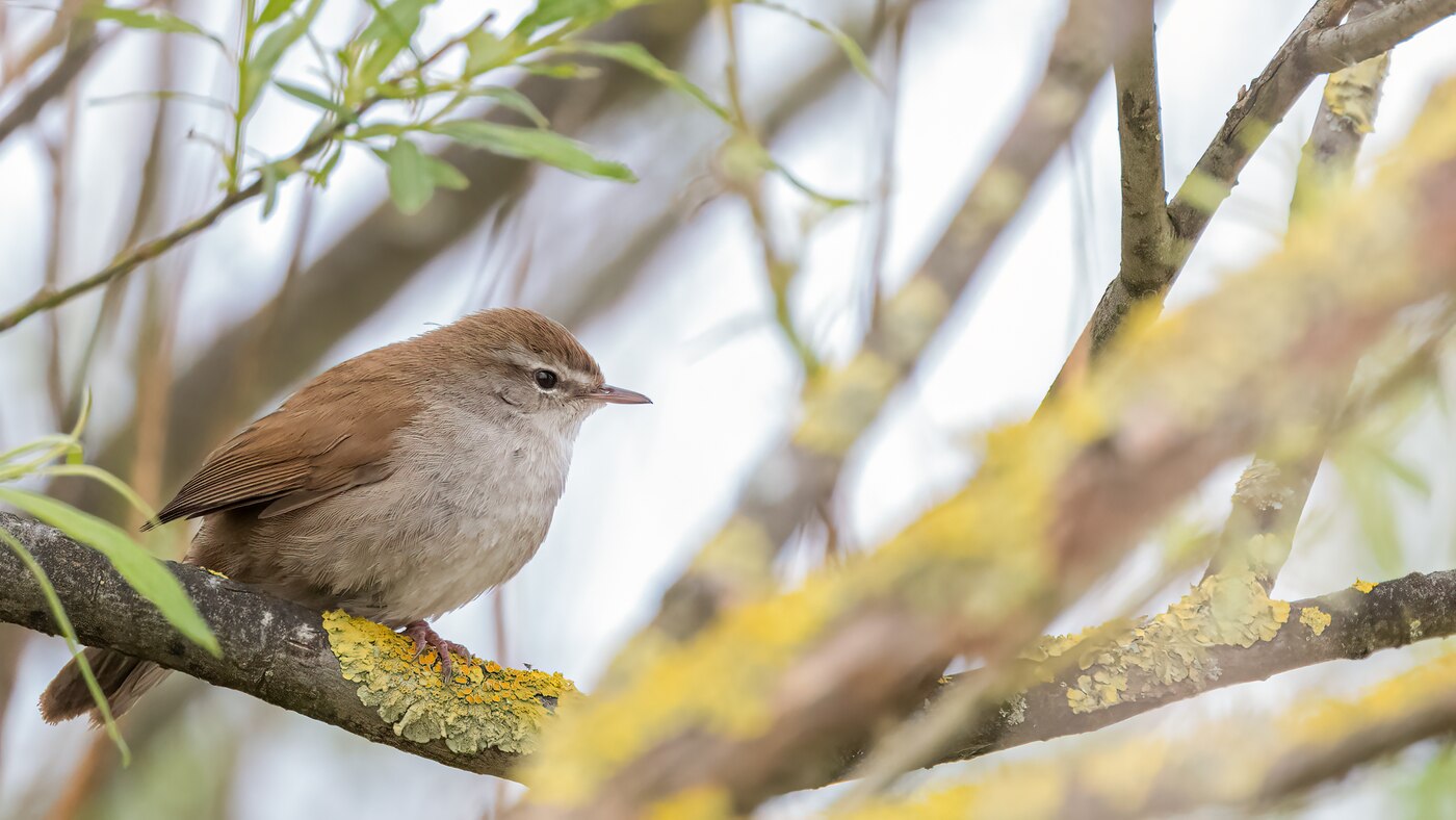 Nu in de regio: Cetti’s zanger