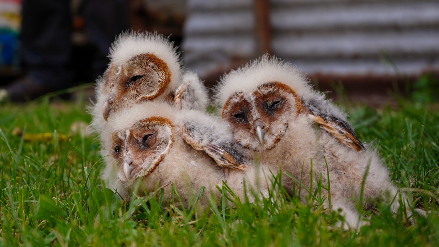 Werkbezoek Hagar Roijackers bij Vogelwacht