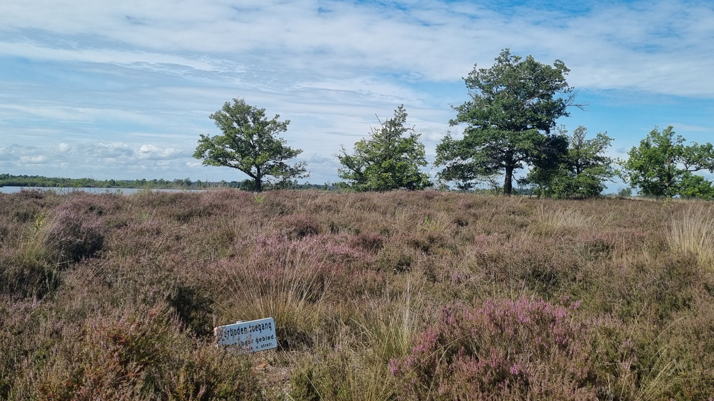 Halve dag excursie Strabrechtse Heide