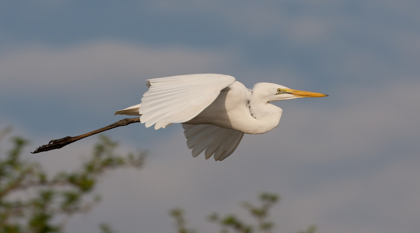 Grote Zilverreiger