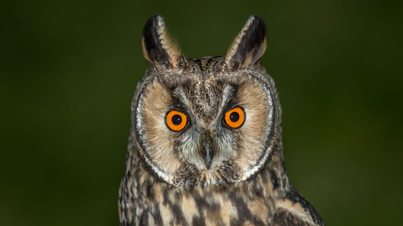 Nu in de regio: Ransuil