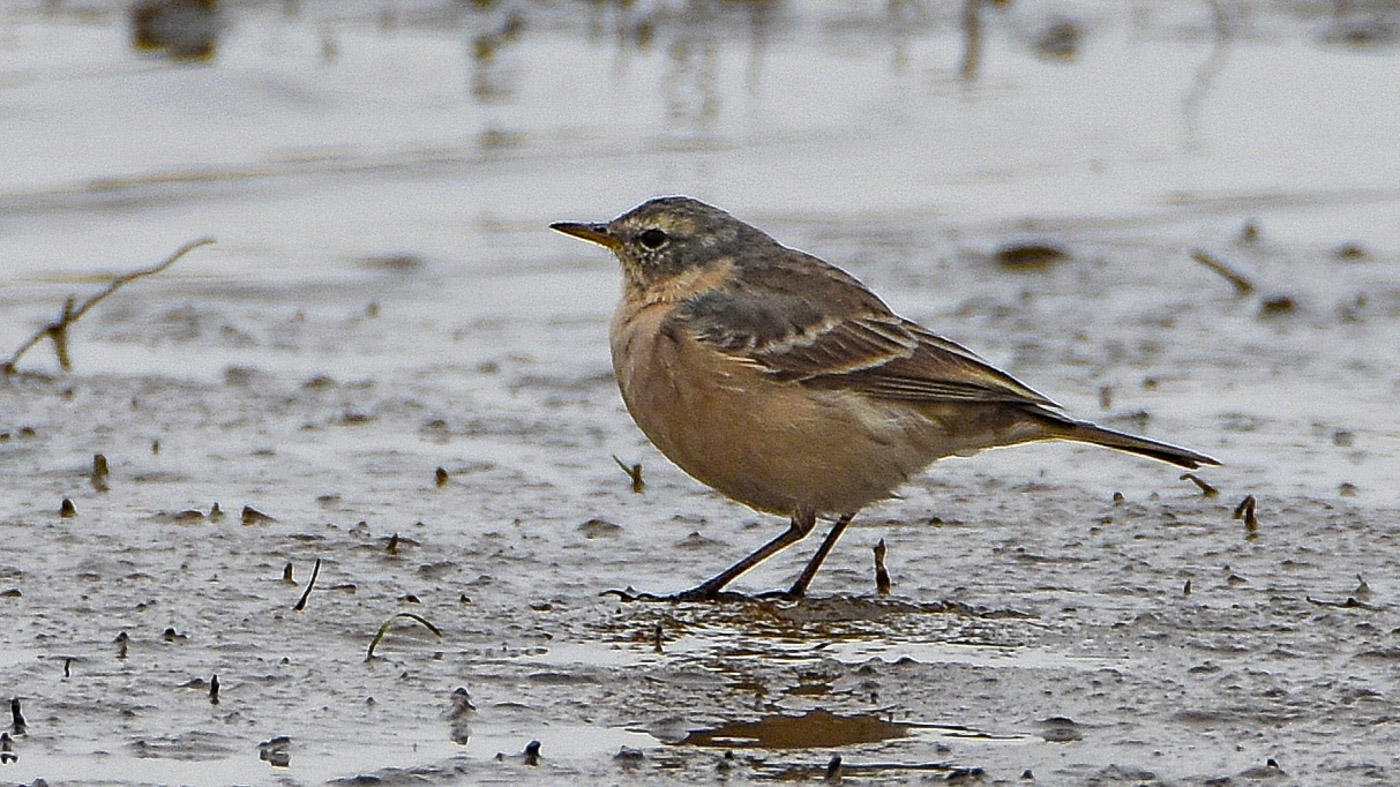 Nu in de regio: Waterpieper