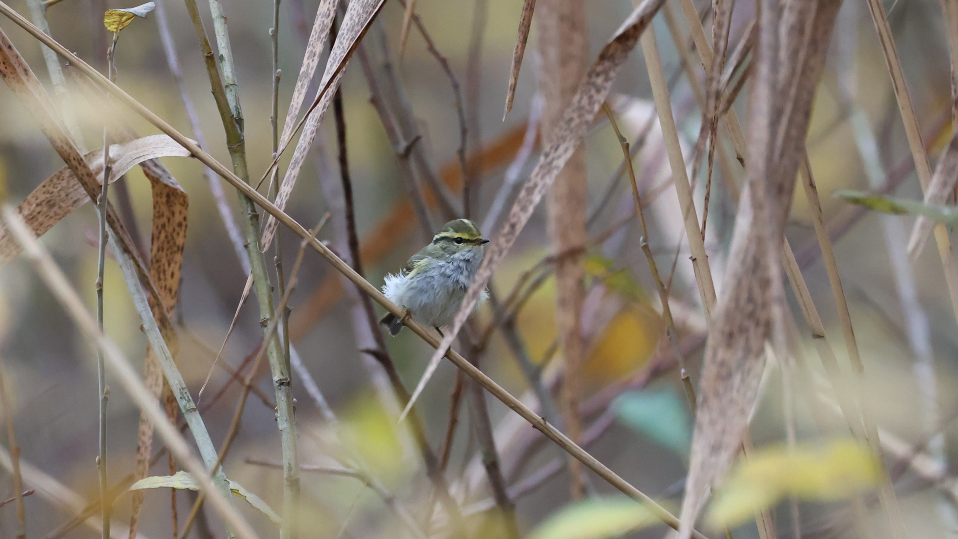 De ontdekking van de Pallas’ Boszanger