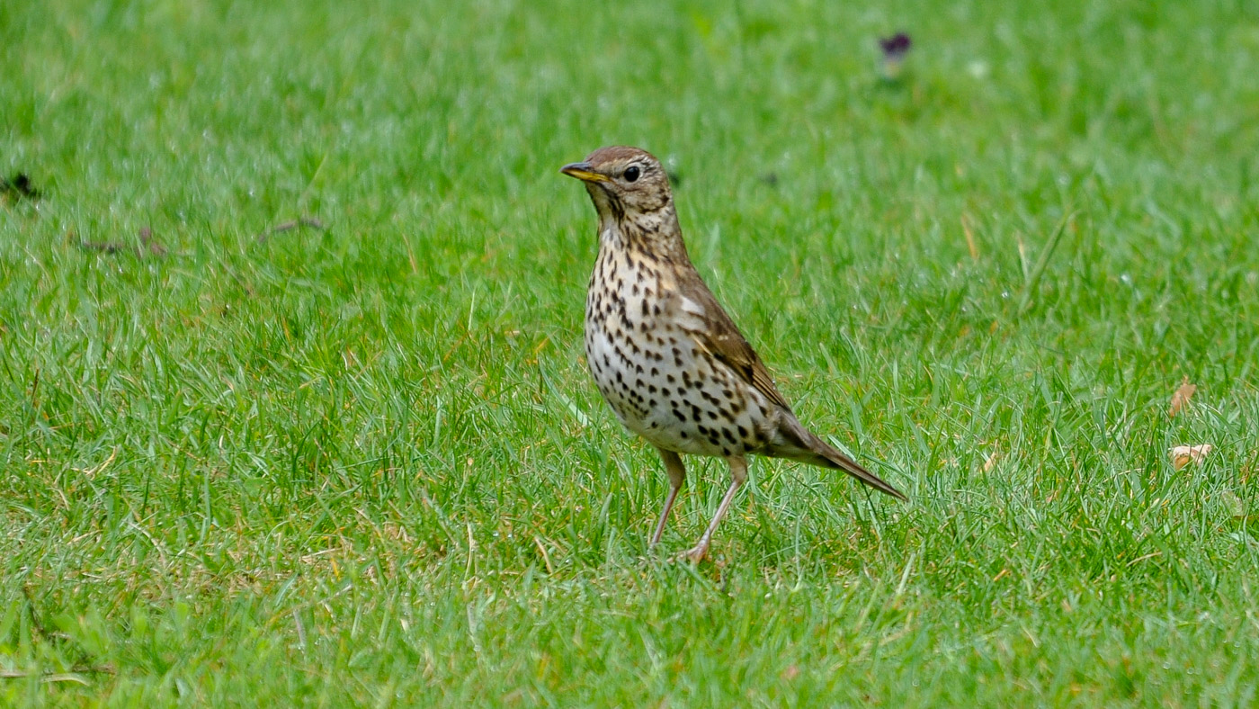 Nu in de regio: Zanglijster