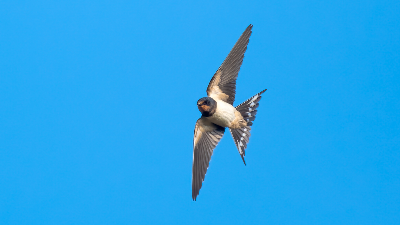 Nu in de regio: Boerenzwaluw