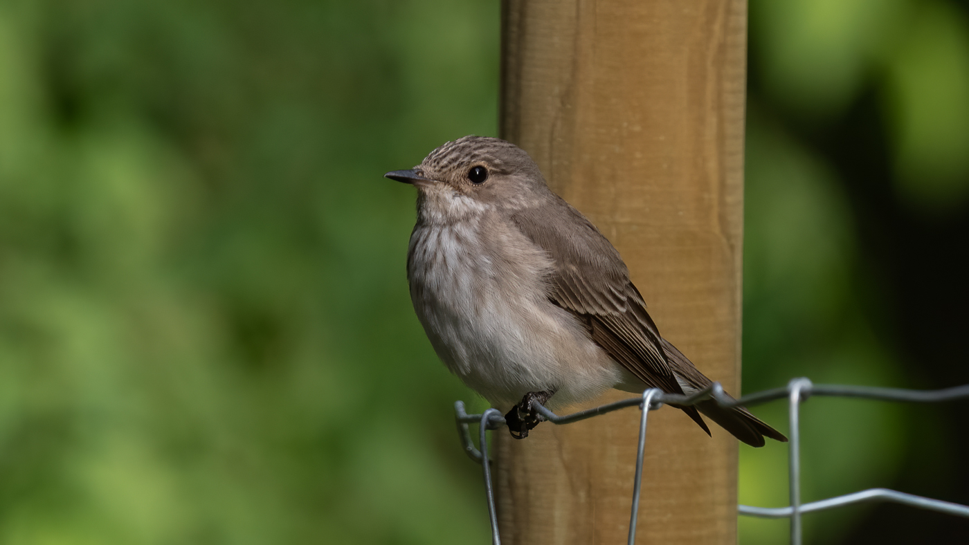Nu in de regio: Grauwe Vliegenvanger