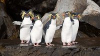 Northern Rockhopper Penguin