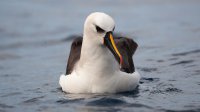 Atlantic Yellow-nosed Albatross