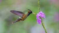 Black-crested Coquette