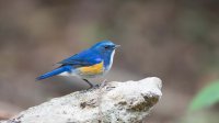 Himalayan Bluetail