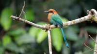 Broad-billed Motmot