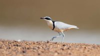 Egyptian Plover