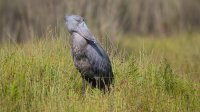 Shoebill