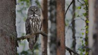 Great Grey Owl