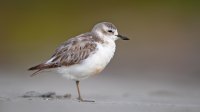 New Zealand Plover