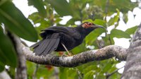 Crow Honeyeater