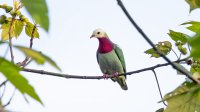 White-headed Fruit Dove