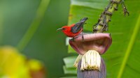 Micronesian Myzomela