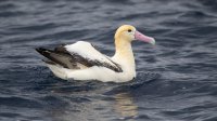 Short-tailed Albatross