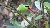 Green Magpie