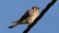 American Kestrel