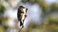 Hooded Siskin