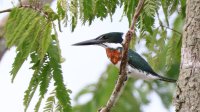 Amazon Kingfisher