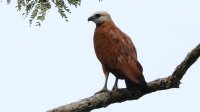 Black-collared Hawk