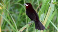 Silver-beaked Tanager