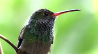 Rufous-tailed Hummingbird