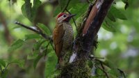 Golden-olive Woodpecker