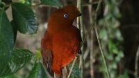 Andean Cock-of-the-Rock