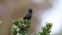 Blue-mantled Thornbill