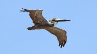 Brown Pelican