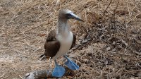 Blue-footed Booby