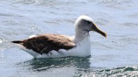 Buller&#039;s Albatross