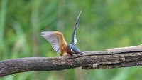 IJsvogel
