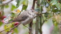 Oostelijke Vale Spotvogel