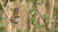 Cetti's Zanger