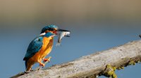 IJsvogel