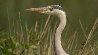 Blauwe Reiger