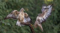 Buizerd