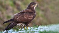 Buizerd